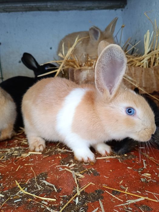 Coelhos várias cores e várias idades