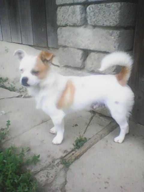 Oddam dwie małe suczki