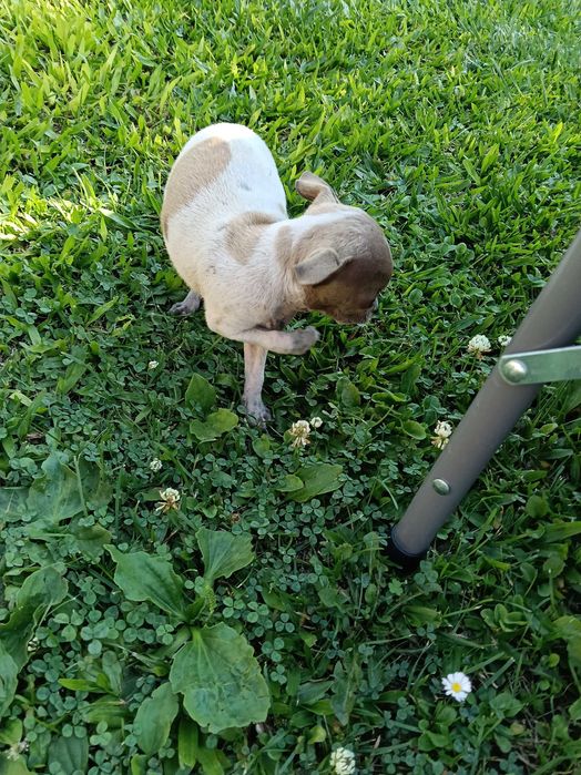 Chihuahua miniatura vacinado