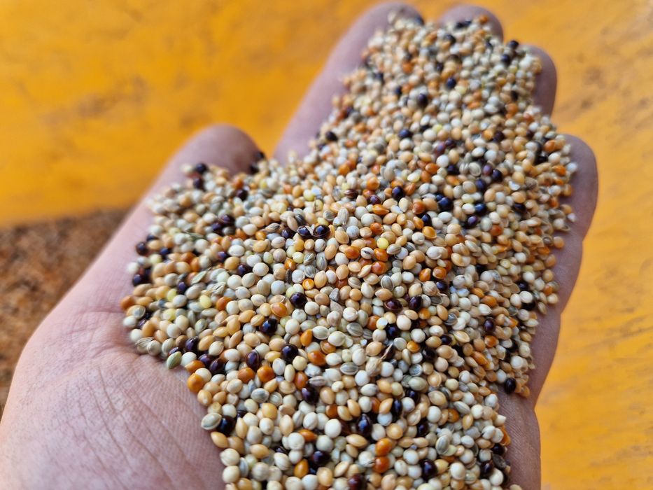 Karma dla Kanarków małej egzotyki papuga falista średnich proso świata