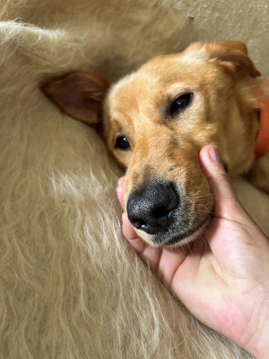 Cão macho jovem para adoção responsável