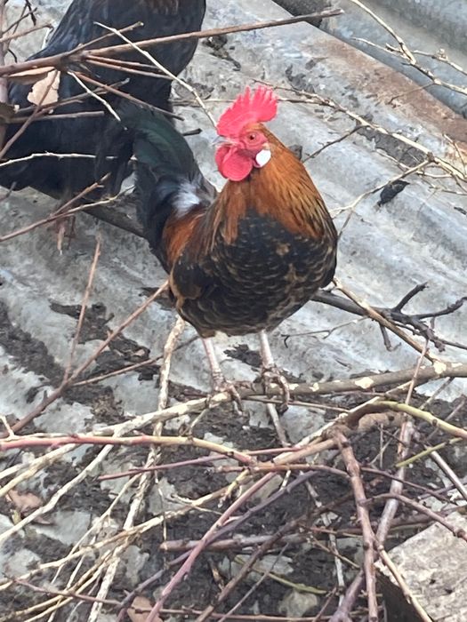 Vendo galos raça garnisé mini