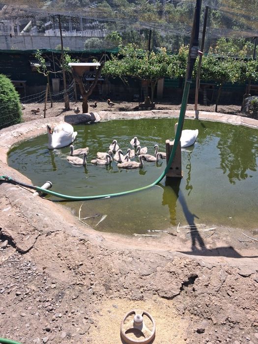 Cisnes brancos reprodutores