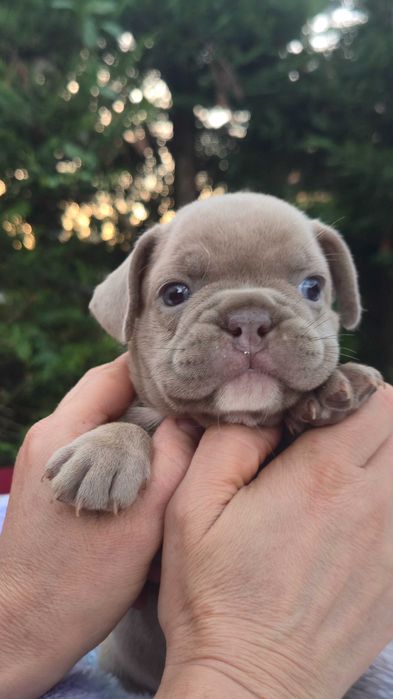 Bulldog Francês isabella