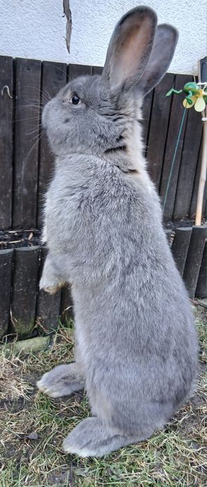 Królik hodowlany Samiec