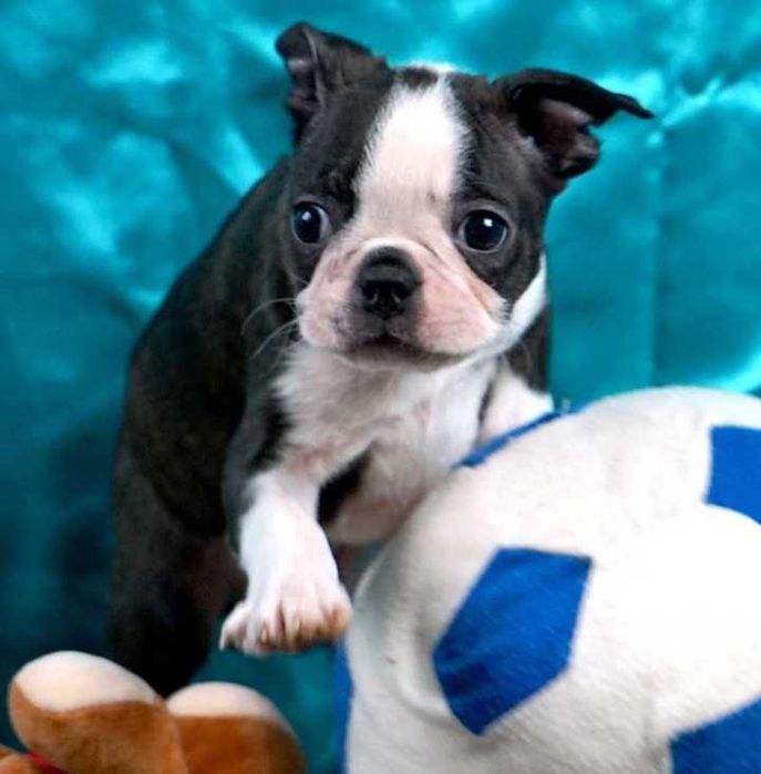 Boston terrier disponível