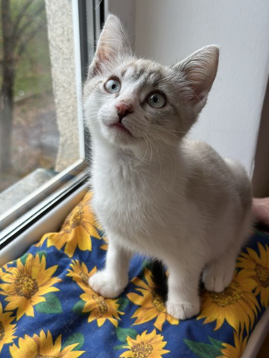 Кошеня шукає сімʼю