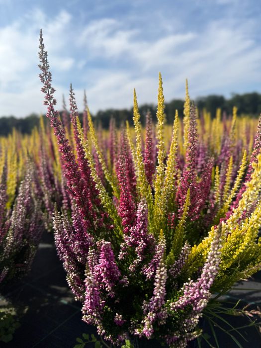 Wrzosy w doniczce – piękne, gęste rośliny balkonowe i ogrodowe