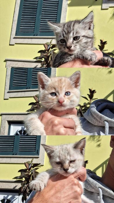 Dá-se gatinhos bebes