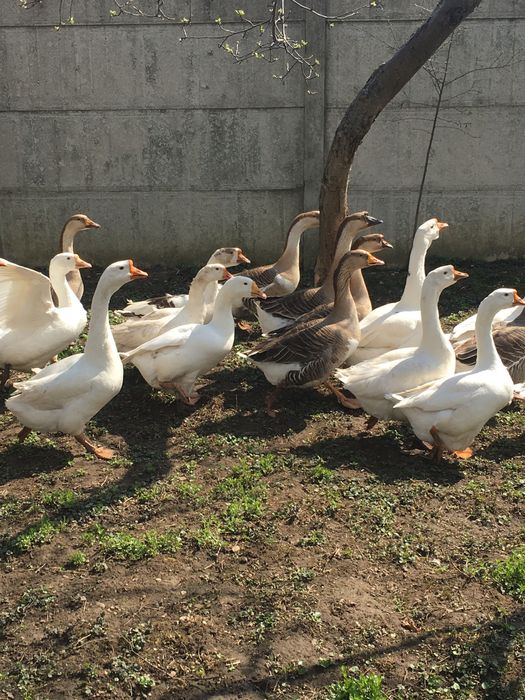 Продажа гусячих інкубаційних  яєць 40 грн