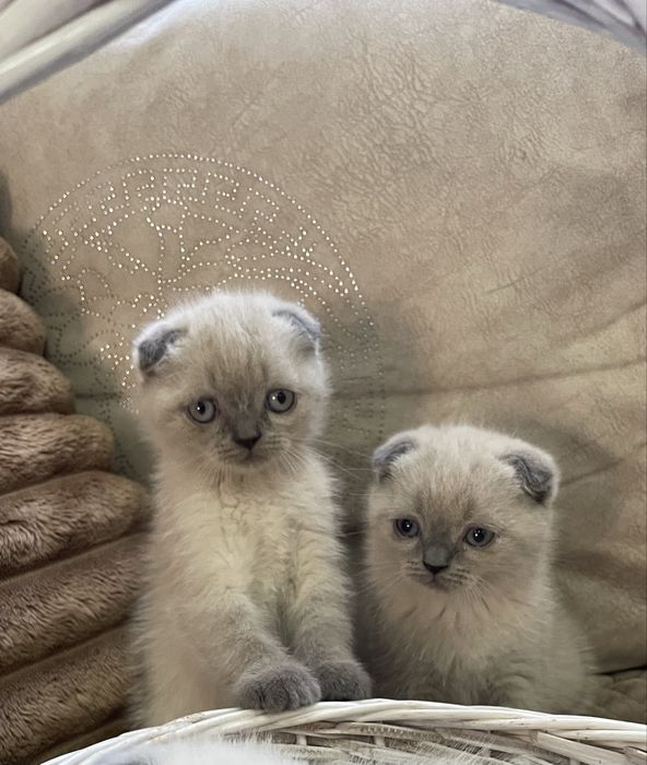 Шотландські кошенята