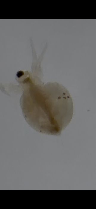 Cultura de Moina macrocopa