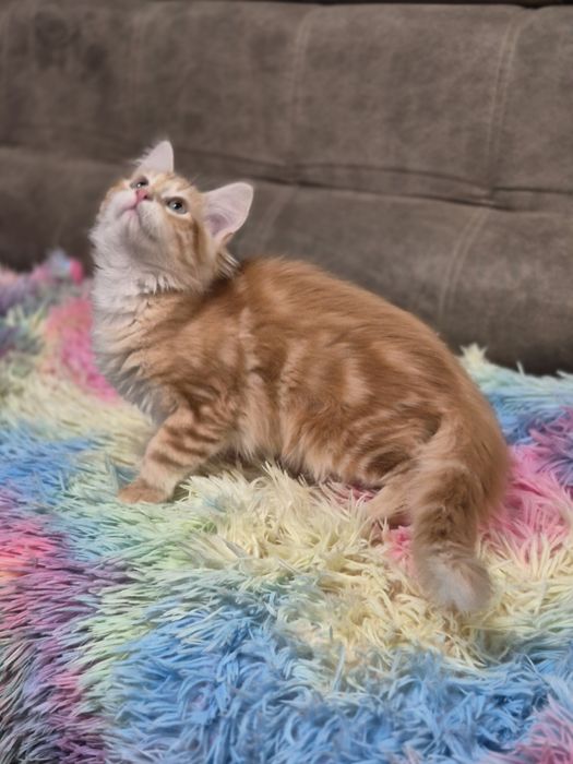 Kocurek Syberyjski OLO rodowód FIFE FPL