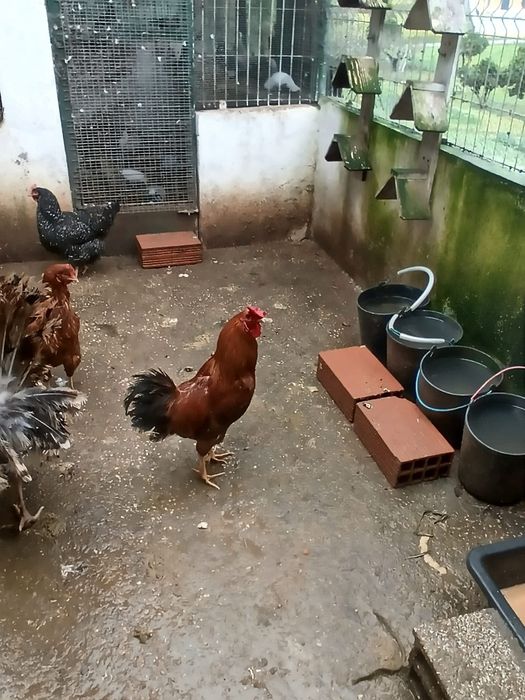 Galos jovens mudar de capoeira
