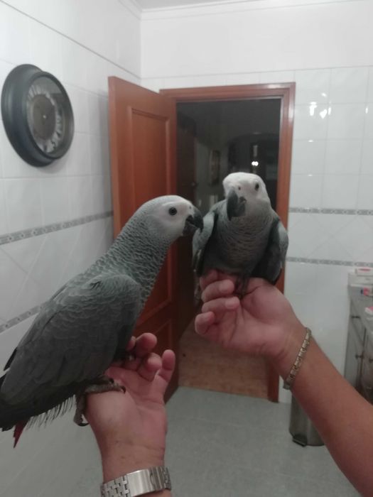 Papagaios Cinzentos de cauda Vermelha