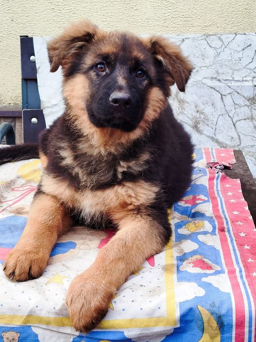 Довгошерстні цуценята німецької вівчарки