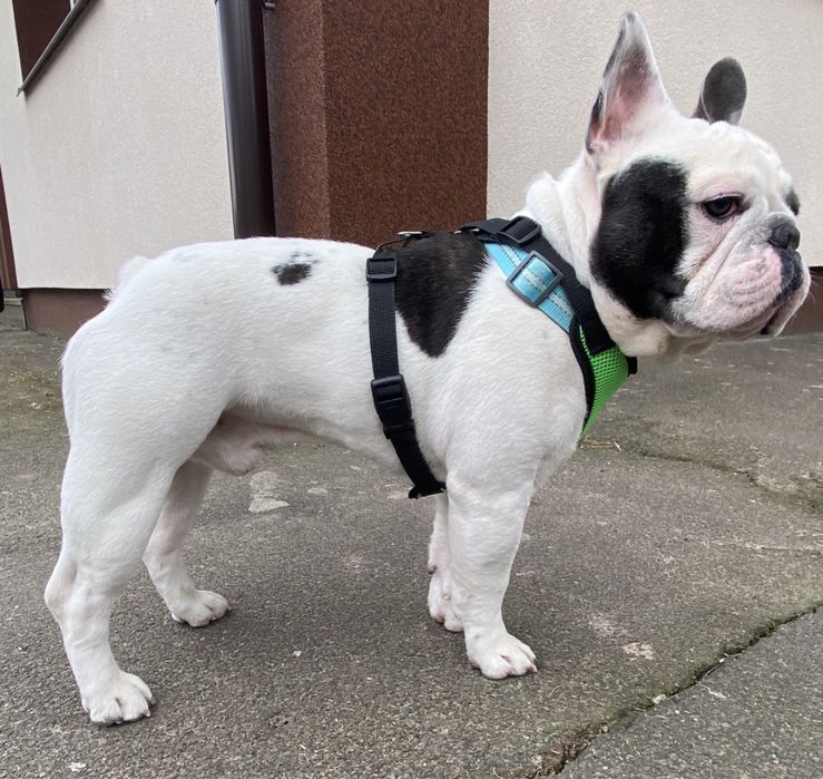 вязка французский бульдог