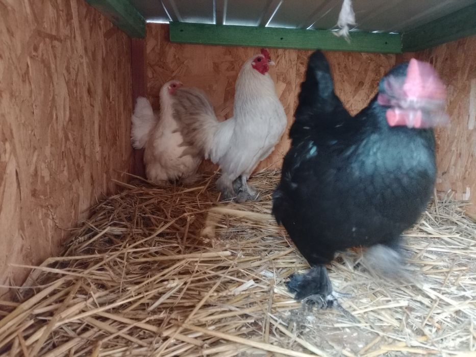 karzełki z 25r  kogut i dwie kurki