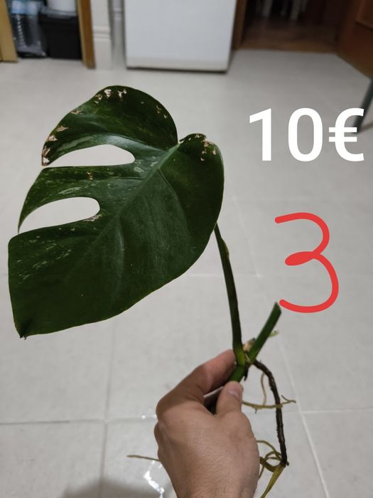Cutings de monstera albo variegata