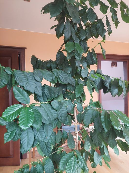 Drzewko Kawa Arabica