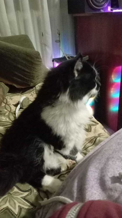 Рівне - Віддам спокійного та гарного кота в хороші руки.