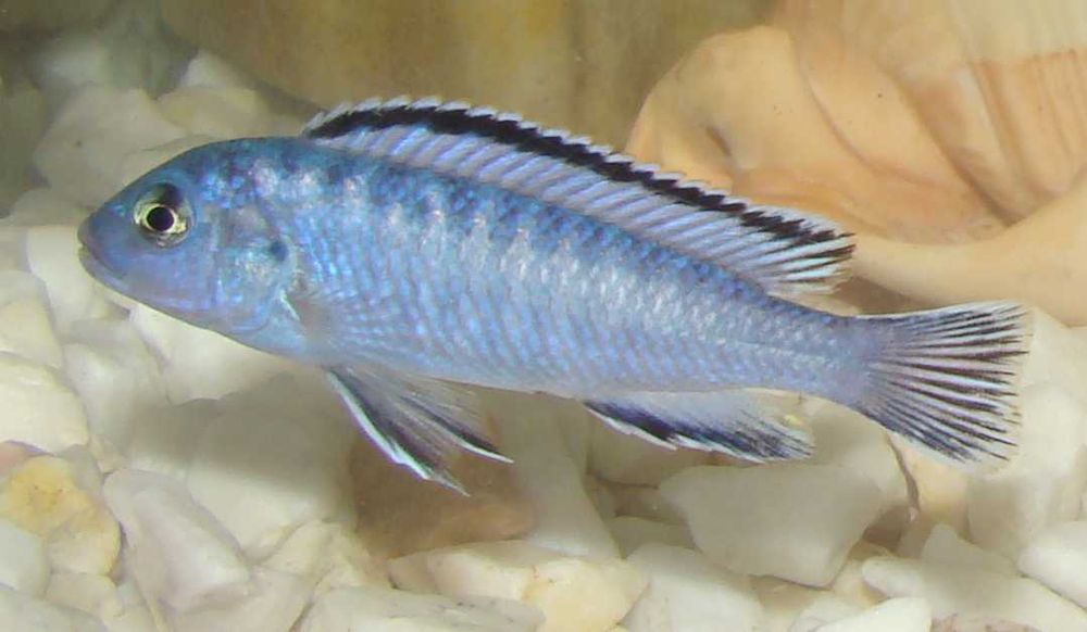 Pyszczak socolofi Pseudotropheus socolofi