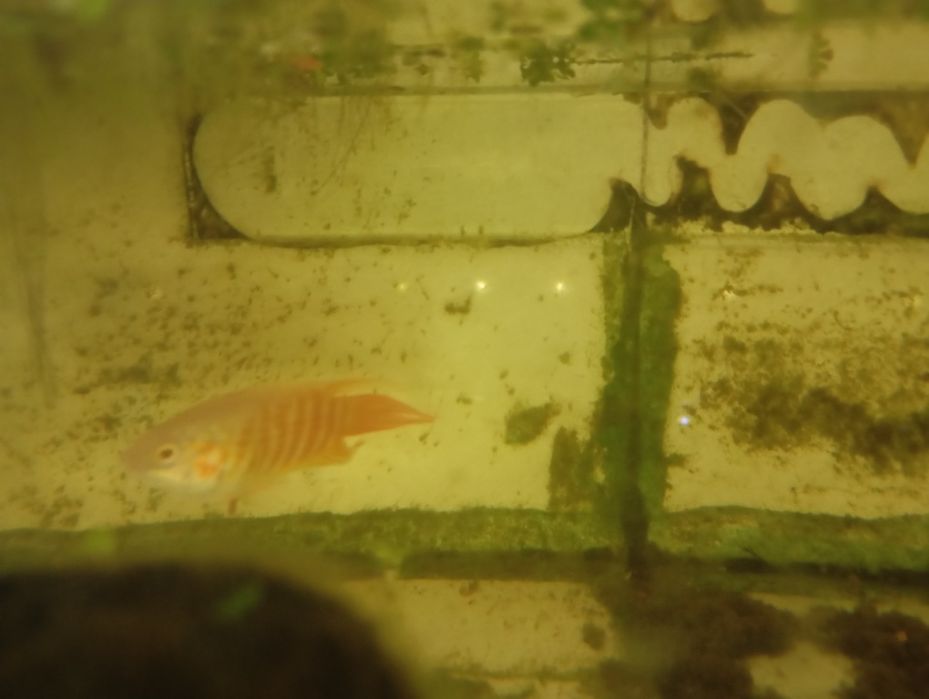 Peixe paraíso albino