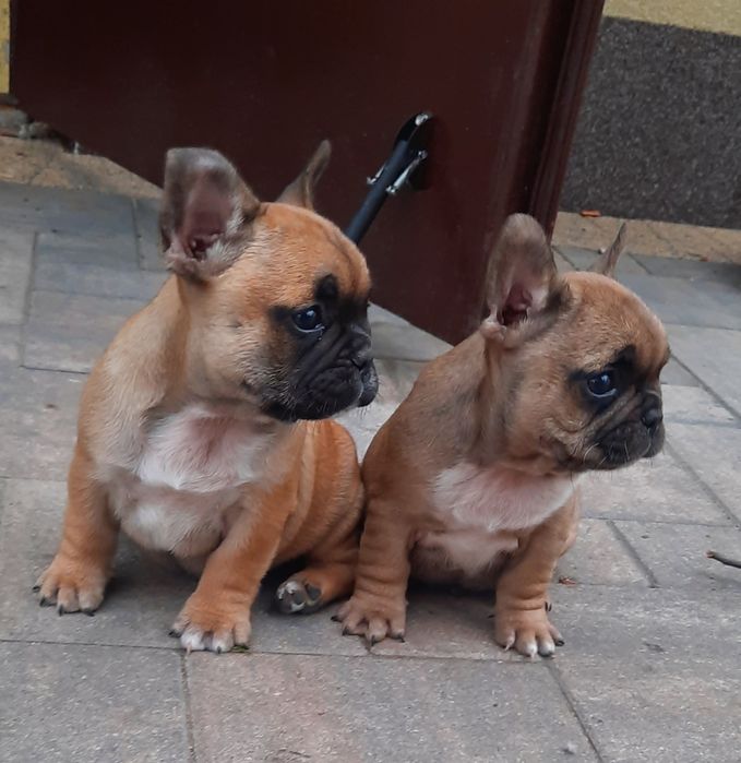 Buldog francuski