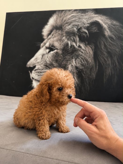 Caniche toy macho poodle toy