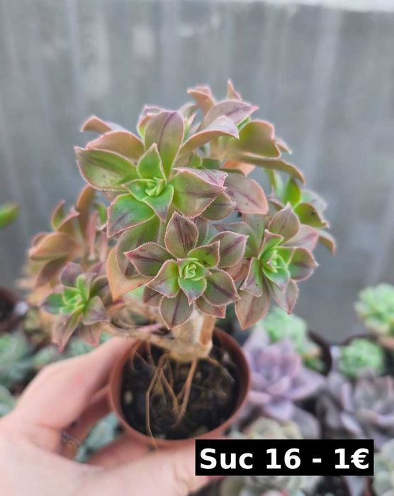 Suculentas lindas: echeverias, aeonium, variegata etc