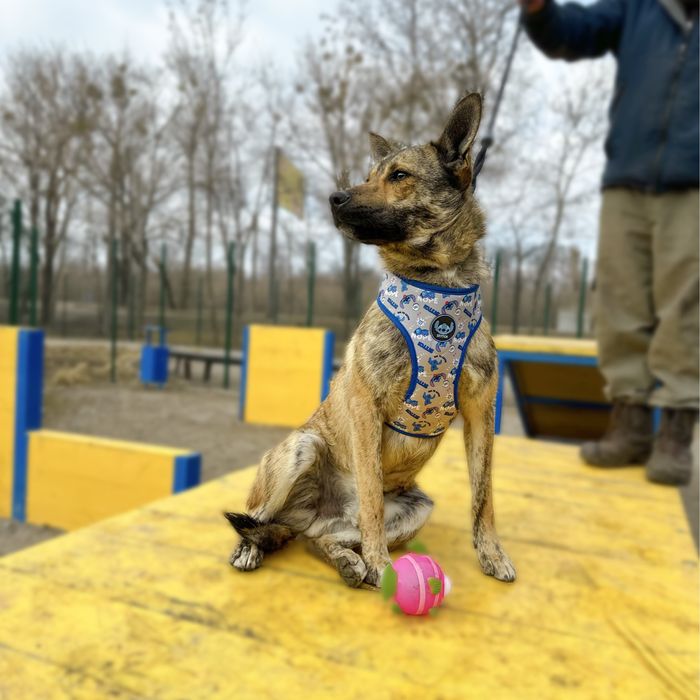 Тайгер ищет семью