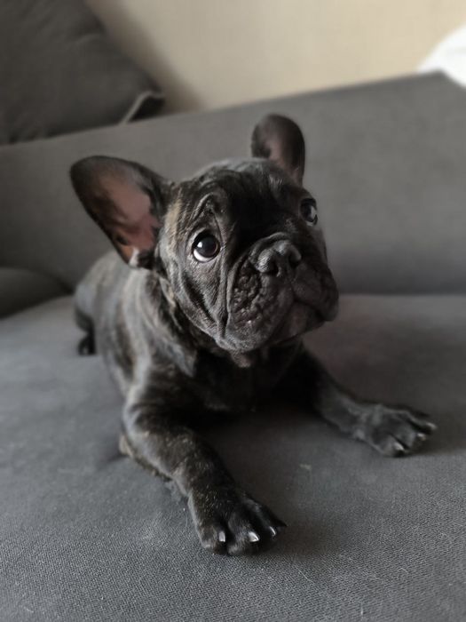 Міні французький бульдог