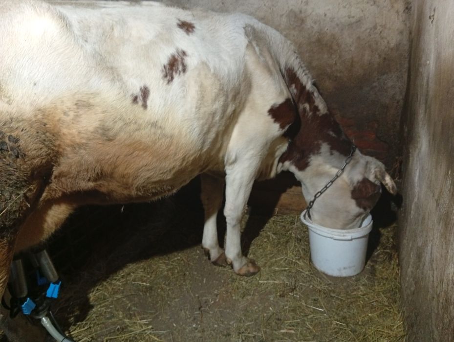 Продам молоду  корову