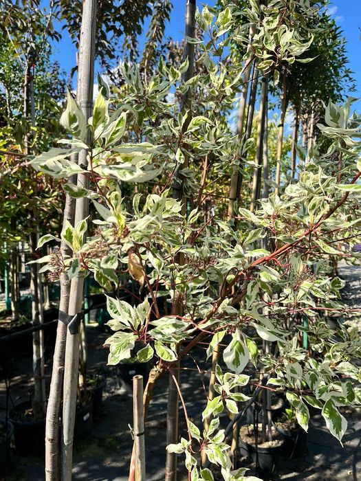 Dereń biały Elegantissima - Cornus, biało obrzeżone liście, szczepiony