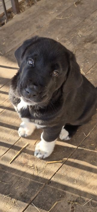 Owczarek środkowoazjatycki ZKwP FCI