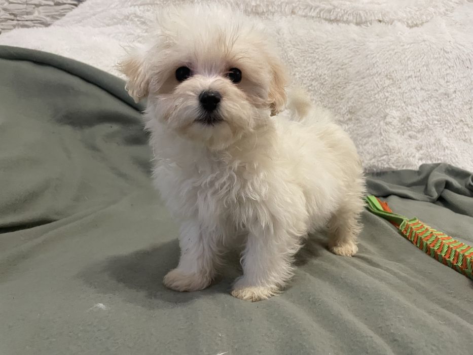 Maltipoo suczka mini