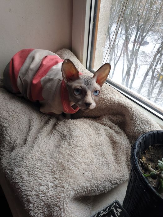 Канадський сфінкс хлопчик