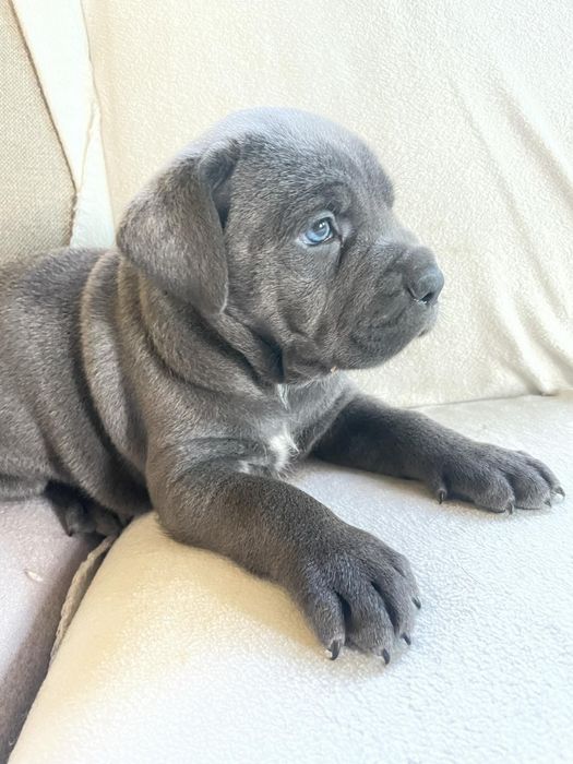 Cane Corso mocny pies
