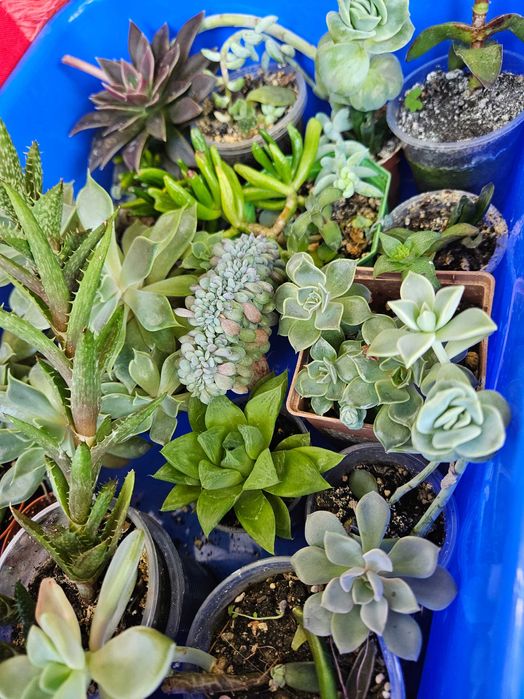 Продам суккуленты