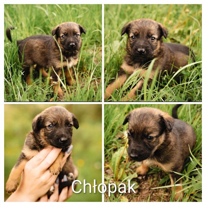 Adopcja zwierząt