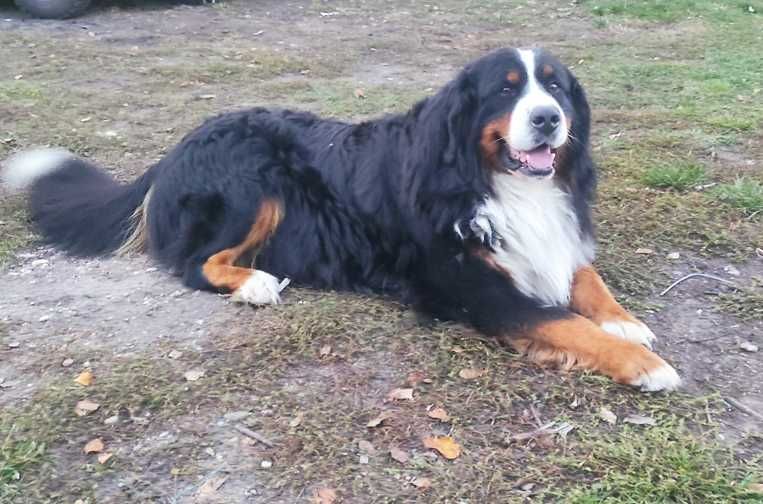 berneński pies pasterski piesek szczeniak szczenię berneńczyk rodowód