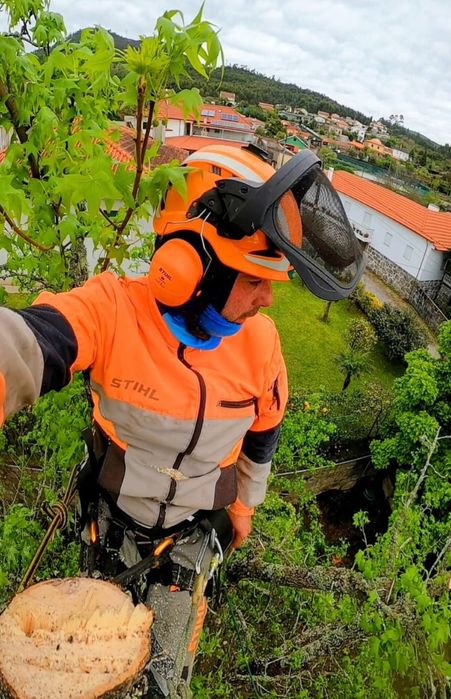 Limpeza terrenos silvicultura limpeza florestal