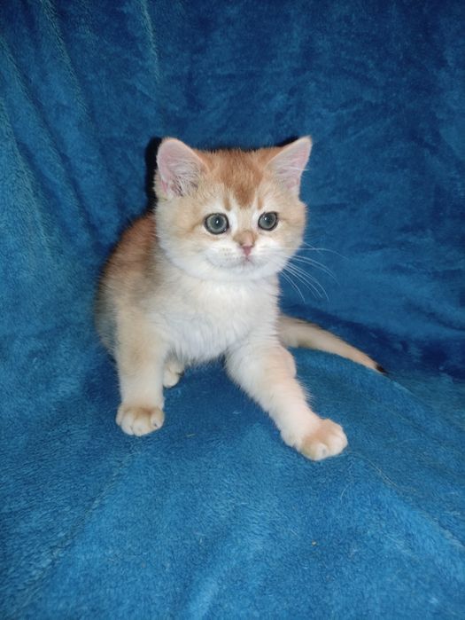 По літній ціні пропонується діточки британці золотої шиншили