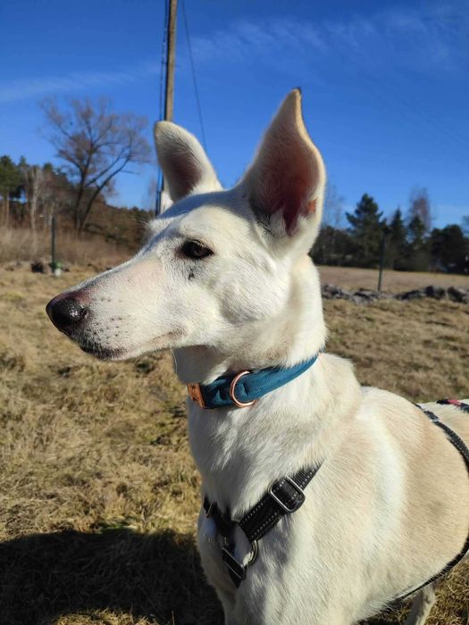 Dusty, dostojny arabski książę, przyjaciel rodziny