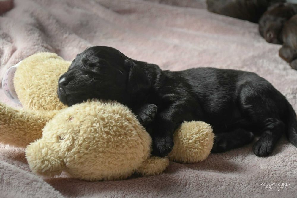 Flat-Coated Retriever – czarny chłopiec szuka kochającego domu