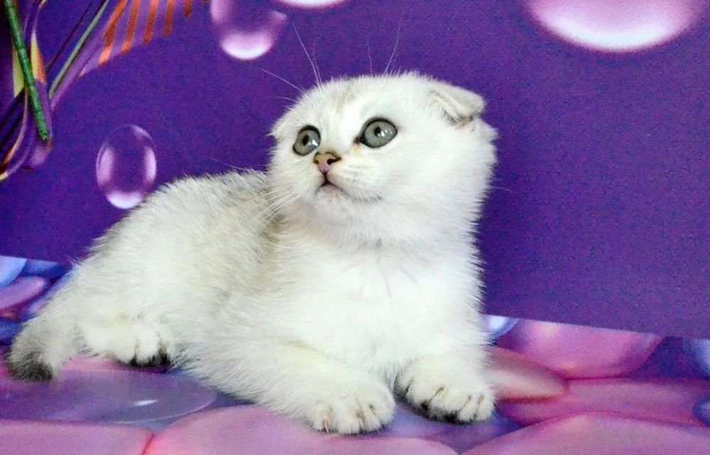 Суперова дівчинка та хлопчік   срібляста шиншила