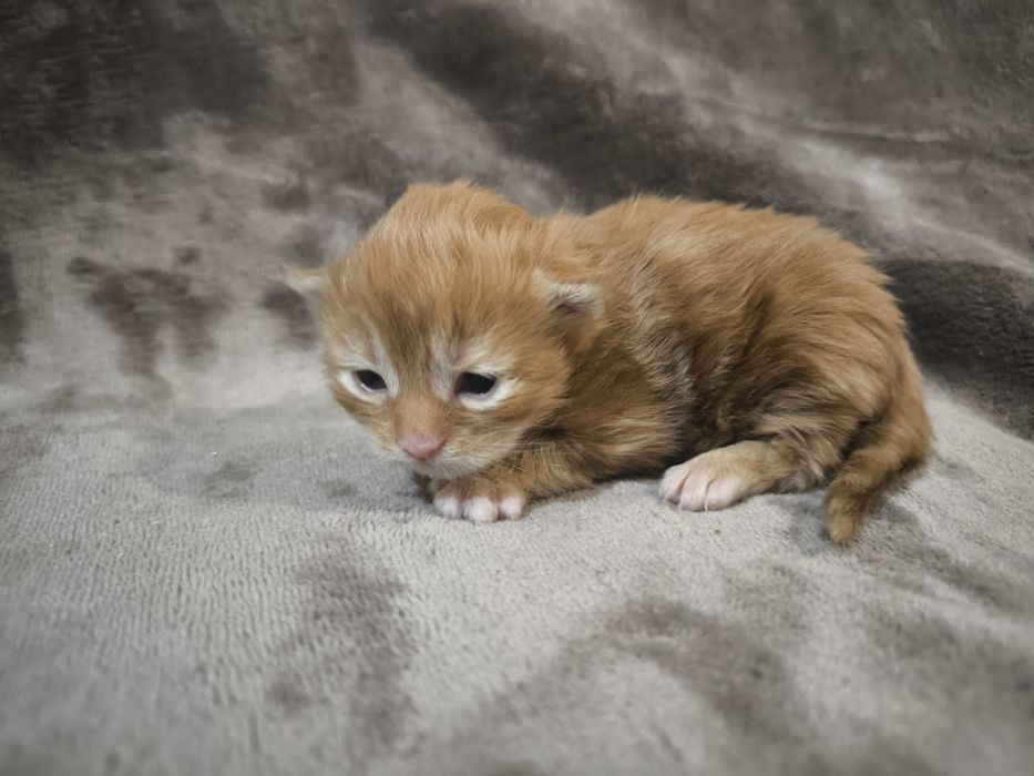 Maine Coon kotka ruda