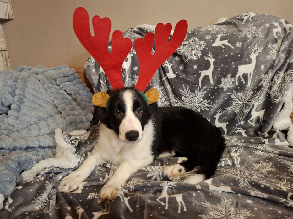Border Collie szczeniak piesek:-) piękny