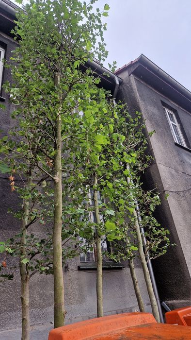 Platan Klonolistny duże drzewa 8 metrów.