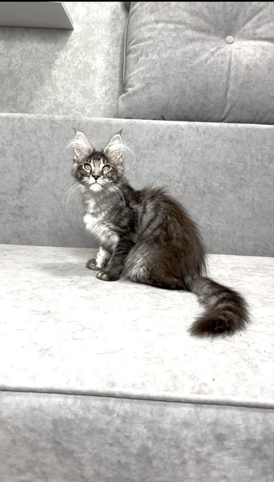 Харизматична дівчинка мейнкун чорний мармур на сріблі